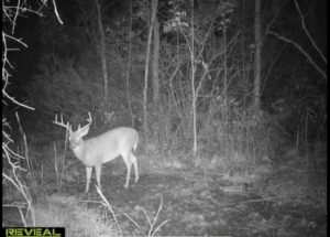 parcel for sale in Three Rivers, MI - trail cam photo